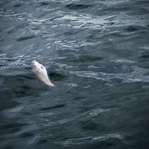 Yensek - The End (Explicit)