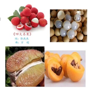 枇杷情 (伴奏)