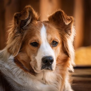 Acordes Relajantes Para Perros: Música Para La Calma