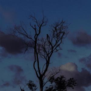 reverie