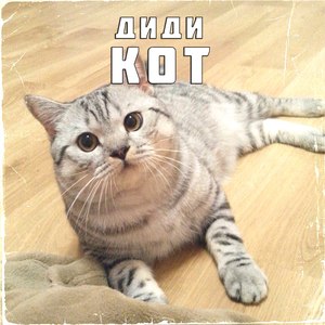 Кот