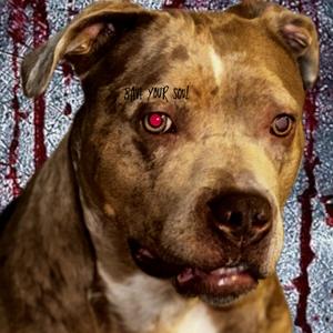 Locked In (feat. R3D Runtz, Lu 3Re, BreezoAlmighty & Lay Krilla) (Explicit)