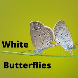 White Butterflies