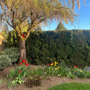 I Need Thee Every Hour