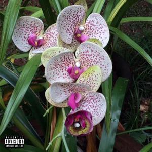 Full Bloom (Explicit)