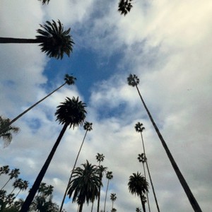 Palm Trees