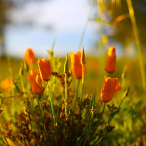 California Poppy (Live)