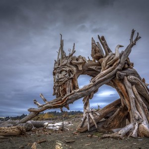 Magic wood