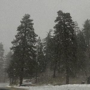 snowy pines (Explicit)