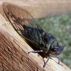 Morning Cicadas & Steel Tongue Drum