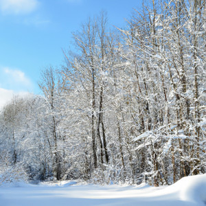 Snow-Capped Silence