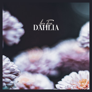 Dahlia