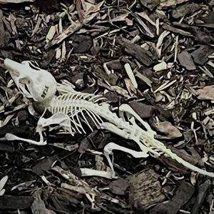 BANK (feat. DA REAL OZI, MRE & Flaco|Explicit)