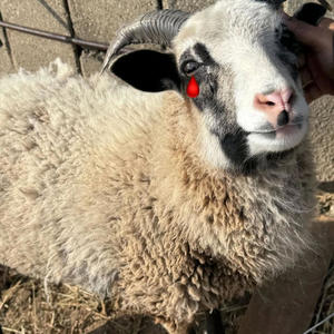 Year of the Snake (feat. BrainDeadEskii & LuhJay) (Explicit)