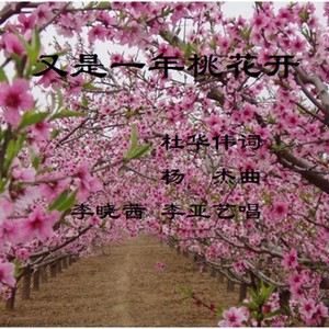 又是一年桃花开