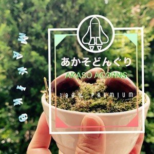 あかそどんぐり