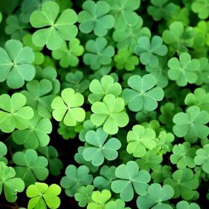 Lucky Flow (Explicit)