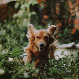 100 Ambient Sounds for Dogs