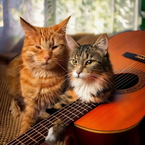 Calm Cats Strums