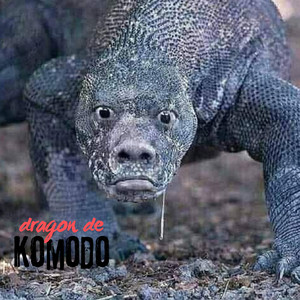 dragon de komodo
