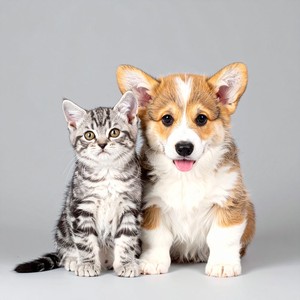 Vibraciones Que Ronronean Por El Aire