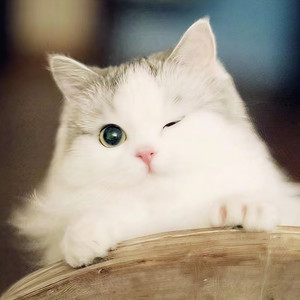 孤城