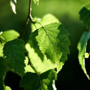 Green Leaves