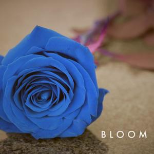 Bloom (Explicit)