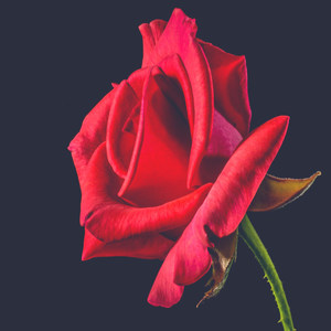 Roses (Explicit)