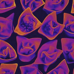 WONTON (feat. Anangga) (Explicit)