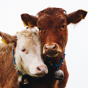 Sepasang Lembu Tua