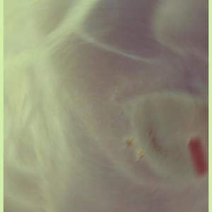 **** Around and Die (Explicit)