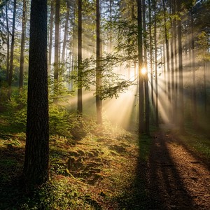The Path Of Silent Steps