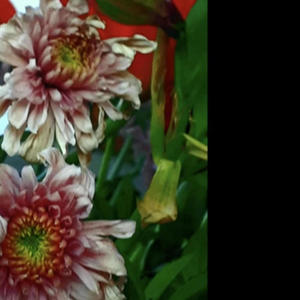 Rotting Flowers (feat. Universe Hopper) (2023 Remaster)