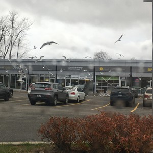 Birds In The Sky (feat. Goony)