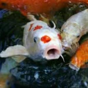 Koi (Explicit)