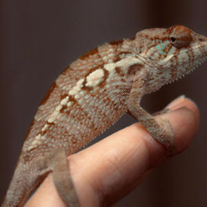 Bestfriend (feat. Joe Blu) (Explicit)