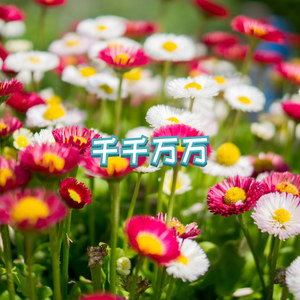 月光沙滩 (伴奏)