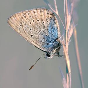 Final Dance Of The Butterfly