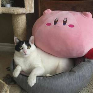 ROCKSTAR VS SUPERSTAR(part 1) (Explicit)