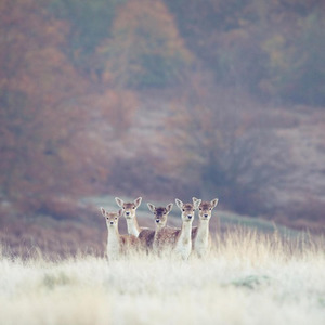 Always in GCU (Inst.)