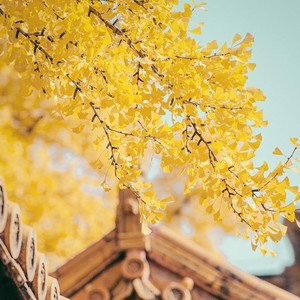 溟葵儿 - 春色三分