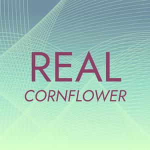 Real Cornflower