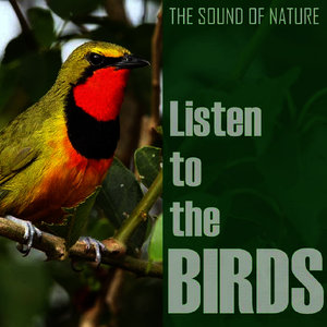 Listen to the Birds