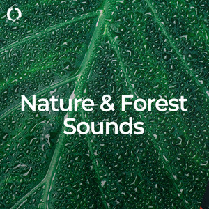 Nature & Forest Sounds: Best for Sleep