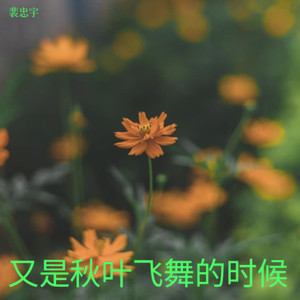 又是秋叶飞舞的时候
