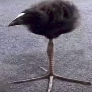 50 Teile im Arsch (Explicit)