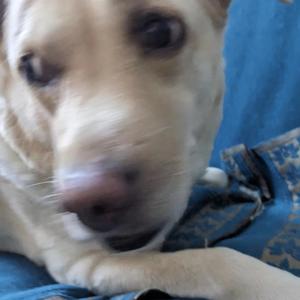 Kya apko pata hai kutte ko english main kya kehte hai? (Explicit)