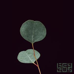 Past Tense(feat. SoFi Beats)