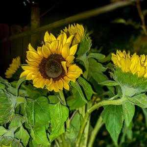 SUNFLOWER (Explicit)